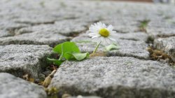 cobblestone-flower